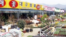 곰나루화훼유통 | 새 봄 향기 가득...봄 맞이 꽃시장 북적