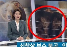 해외꺼함께사자 | (영상) 곰한테 당한 사자...‘의문사’ 해외 폭로