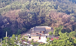 거마3교 | 예산항교 뒷산 거목들의 '의문사'