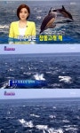 울산 참돌고래떼 발견, 500마리 유영 '희귀한 장관'