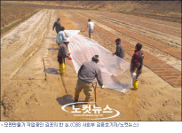 푸라곰커피로스터스봄비와씨앗 | 봄비 그친 후 행복의 씨 뿌리는 주말 전원