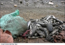 봉암 갯벌서 폐사한 숭어떼 수백 마리 발견