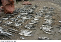 봉암 갯벌서 폐사한 숭어떼 수백 마리 발견