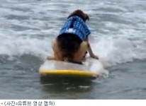 美인개 | '파도 타는 개들' 美 대규모 개 서핑