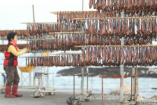 포항 과메기 본격 출하…'신선도 스티커'부착