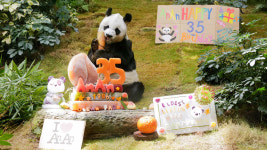 사람 나이로 105세…세계 최고령 판다 ‘안안’ 35세 생일 맞았다