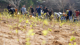 국수나무양구청춘점 | 양구군 2026년 제81회 식목일 나무심기 행사 성료