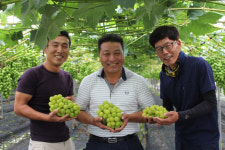 상주곶감과 쌍벽 이루는 상주 샤인머스켓