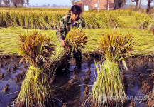 CHINA RICE HARVEST