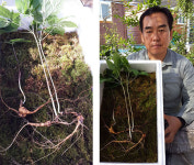 깊은산 속 산애산삼 | 산새 따라 들어간 산속에서 '최고 산삼' 발견