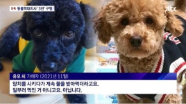 동원홈푸드한국전력공사전북지사점주 | 푸들만 골라 학대 및 살해…공기업 직원의 황당 범행 동기