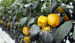 후기