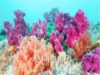 완도 청산도 해역에 연산호 숲 조성 박차