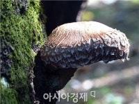 장흥보광표고 | 천고마비의 계절, “장흥표고버섯이 건강을 품었다”