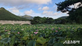 Foto aus Naver-Suchergebnissen 2
