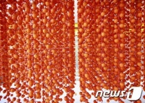 진풍슈퍼식품 | 괴산 연풍곶감, 미국 수출길 열었다