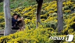 법인국화삼칠 | '국화 향을 담아볼까…'