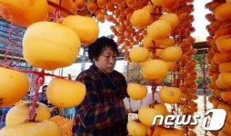 잘 익은 감을 곶감으로