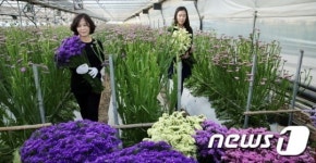 남촌플라워한성상사 | "남촌엔 벌써 봄이" 꽃망울 터트린 스타티스