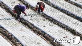 양파 뿌리 흙덮기 '한창'