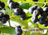 칠이심사슈퍼 | 서산 아로니아랜드, 아로니아와 함께하는 칠자화 축제 다채