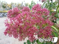 칠이심사슈퍼 | 서산 아로니아랜드, 아로니아와 함께하는 칠자화 축제 다채