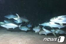 국립수산과학원, ‘부시리’ 인공종자 무료 분양