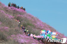 창원진달래유치원장 | 창원 진달래 군락지서 5·9 대선 아름다운 선거 홍보