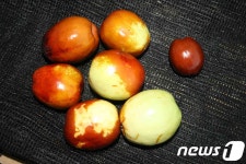 횡성군농업기술센터, 횡성한우축제서 왕대추 홍보