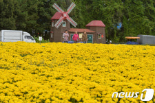 법인국화삼칠 | 국화향 기득!