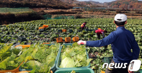태성절임배추작목반 | '올해, 배추 농사가 잘됐네'