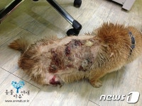 만돌이네종합매장 | 군부대 안에서 살다가 구조된 '만돌이'