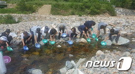 평창군, 진부 봉산천에 미유기 방류…생산연구 나서
