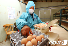 포개농산토종닭판매점 | 2년만에 수출 재개된 우리 토종닭
