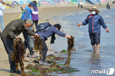 오늘은 자연산 미역이 공짜