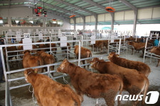 의령축협 토요애 한우직판장 | 의령 '토요애한우' 혈통관리로 '비싼 값'…농가소득 증대