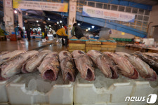 반석이네생선 | 겨울 생선 대구 죽도시장서 본격 판매…수컷 1마리 3만~4만원