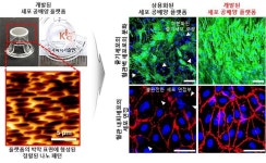 전임상 시험 위한 인공장기 등 생체조직 더 쉽게 만든다