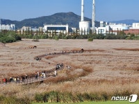 “은빛 물결 출렁 물억새 구경오세요”…대구 대명유수지 주말 5000명 몰려