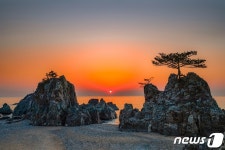 일출 명소 유명한 경주 수렴리 해안바위 소나무 무단 벌목