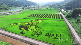 괴산 색깔 벼 논 그림 무동·꿀벌 "제법 볼만하네"