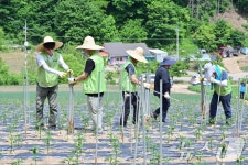 (주)세계로마트정농사 인천점 | 농촌 일손 돕기 나선 농협유통 하나로마트