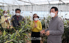 김영록 전남지사, 장흥 애플망고 재배현장 살펴