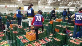큰동해500번청과 | 안동, 사과 시장 큰손 됐다