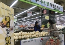 농협하나로클럽, 제주산 '황금배추' 특판