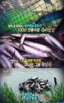 '리얼다큐 숨' 멸치 '죽방렴'·숭어 '육소장망'·풍천장어 '돌무덤'...천년 이어온 전통어업