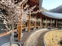 "충북의 봄을 알리다"...16~31일 미동산 수목원 '미선나무 전시회'