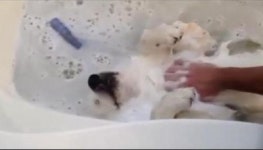 신나개팔자 | 이것이 개팔자 “거품 목욕이 그렇게 좋아?”