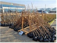 청주산림조합(4종) | 청주산림조합, 나무전시판매장 개장…4월까지