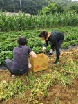 과림농산 | 시흥시 과림동 꿈빛 지역사회보장협의체, ‘텃밭 농산물 사랑더하기’ 특화사업 순항